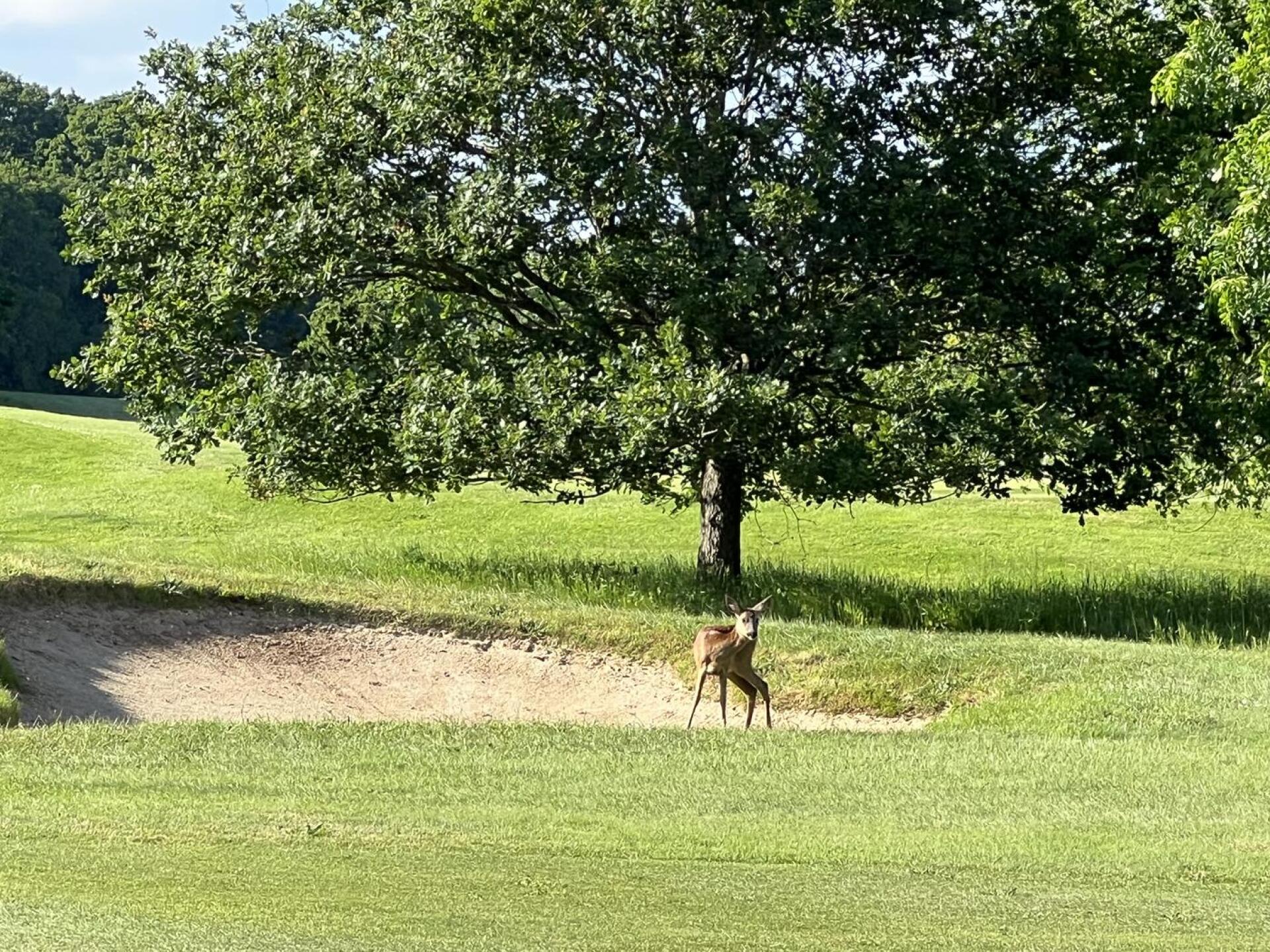 (Photo submitted by Up4tedLye3USlV5EtCkj on 05/31/2024)