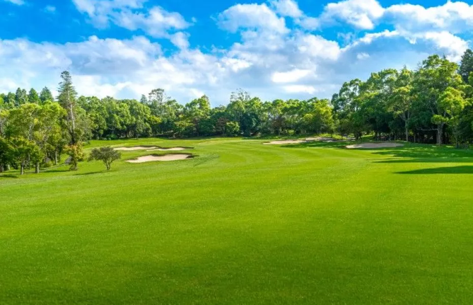 Manna CC - Camphor Tree: #8