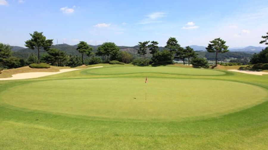 Shinan CC - Tomato: #7