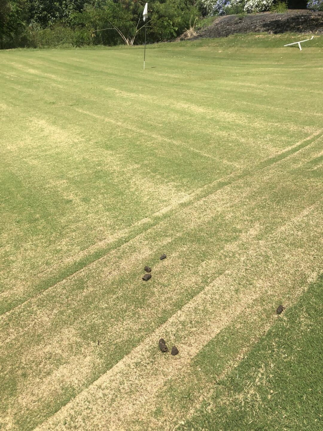 Dog droppings? (Photo submitted by marcrosello on 09/26/2022)