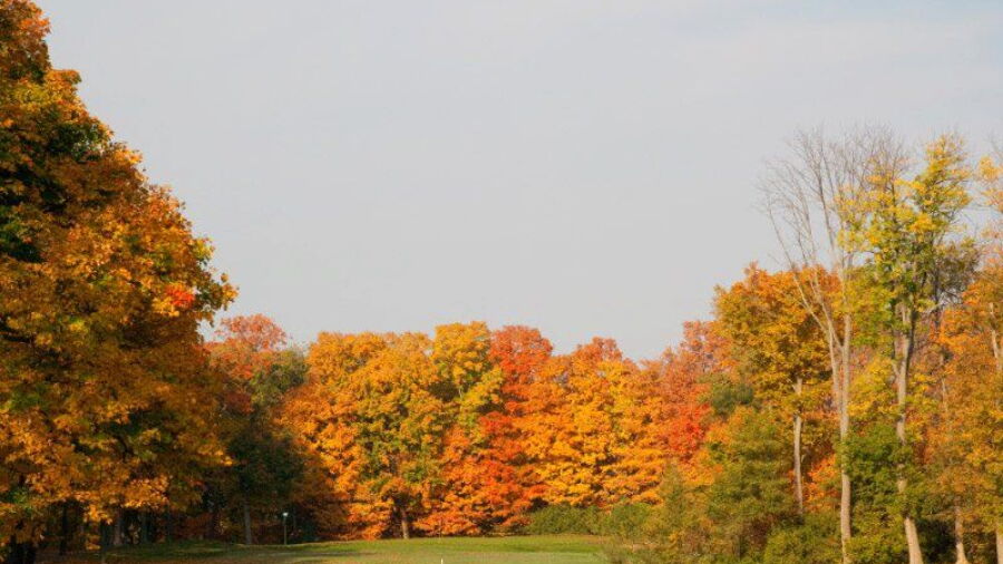 Hamilton Elks CC - Blue: #4