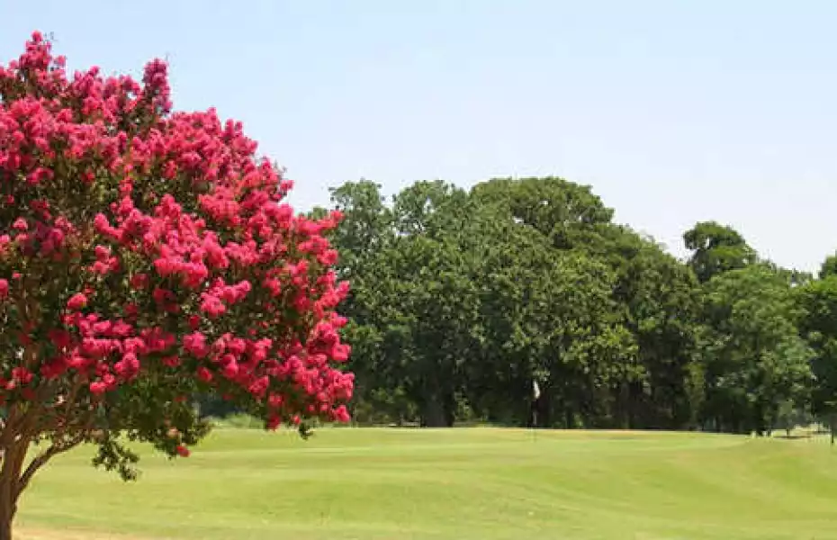 Stevens Park GC: #12