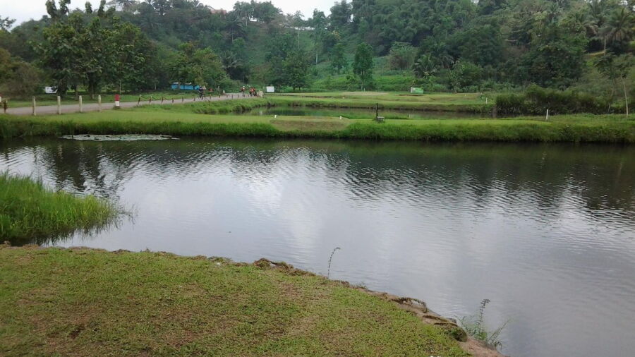 Nsuta GC