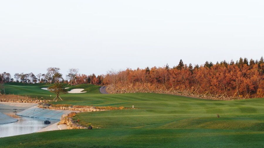 Elysian CC Jeju - Pine: #8
