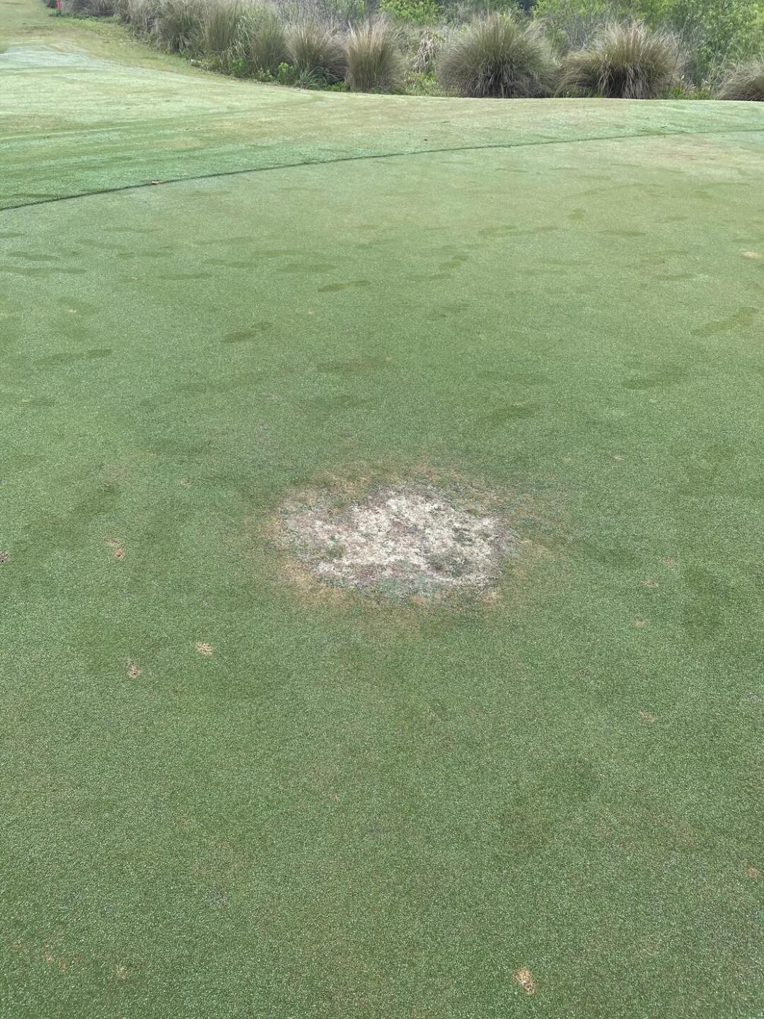 1st Green (Photo submitted by SJTransplant2FL on 03/22/2021)