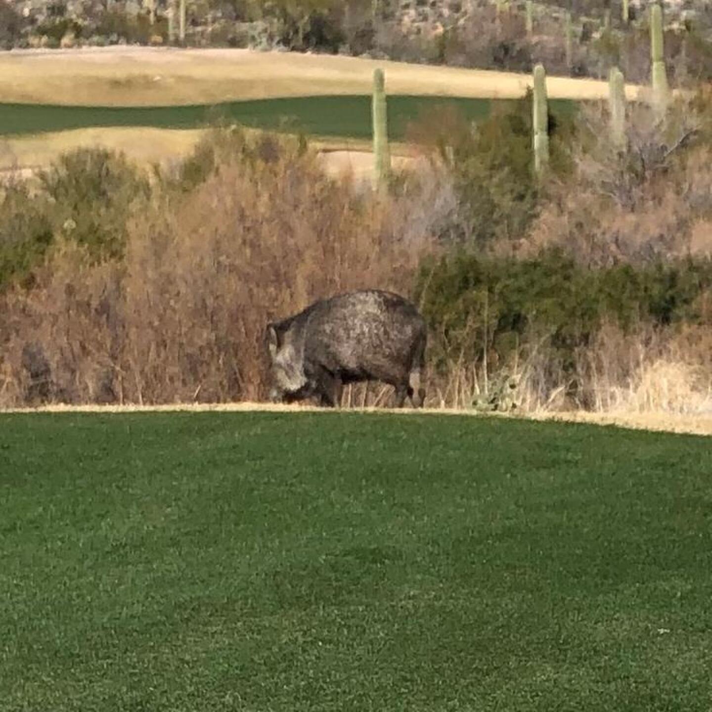 Wild Boar (Photo submitted by mvance1400 on 01/28/2019)