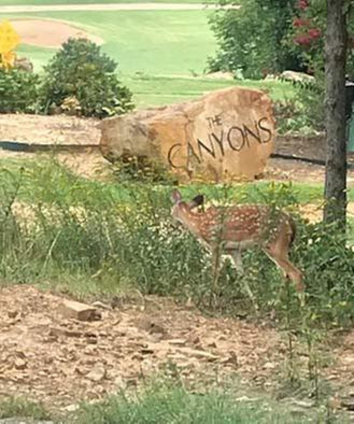 Wow, the cliff hole and a deer. (Photo submitted by denverpoke on 08/31/2018)