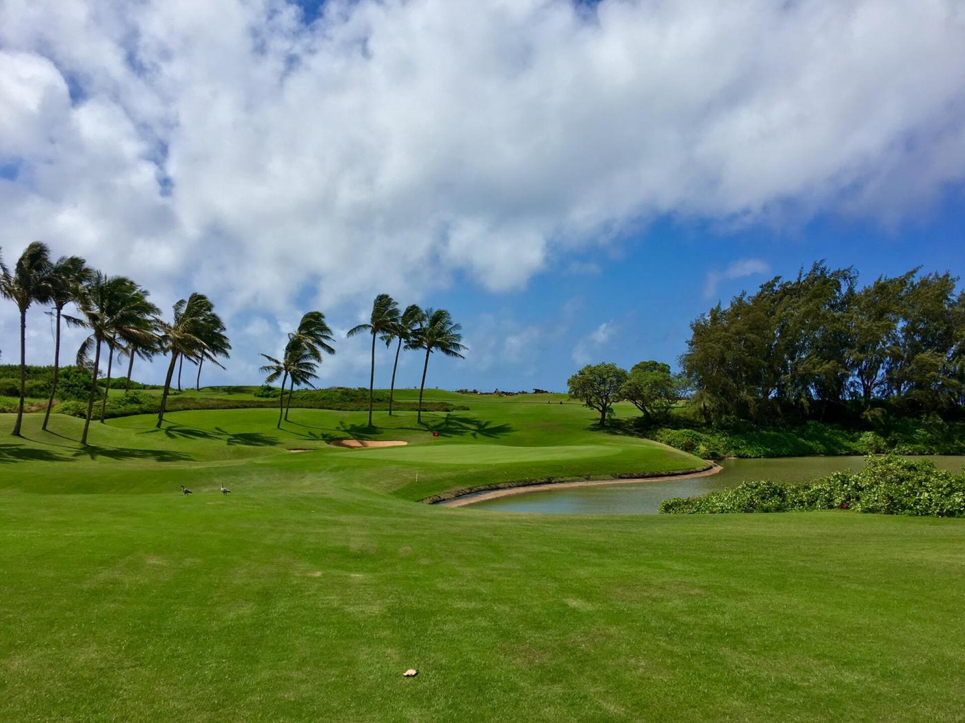 Par-3 11th hole. (Photo submitted by BrandonWebb on 06/07/2018)