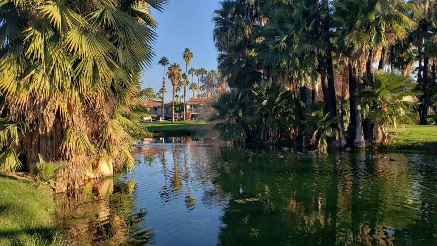 Mesquite GCC