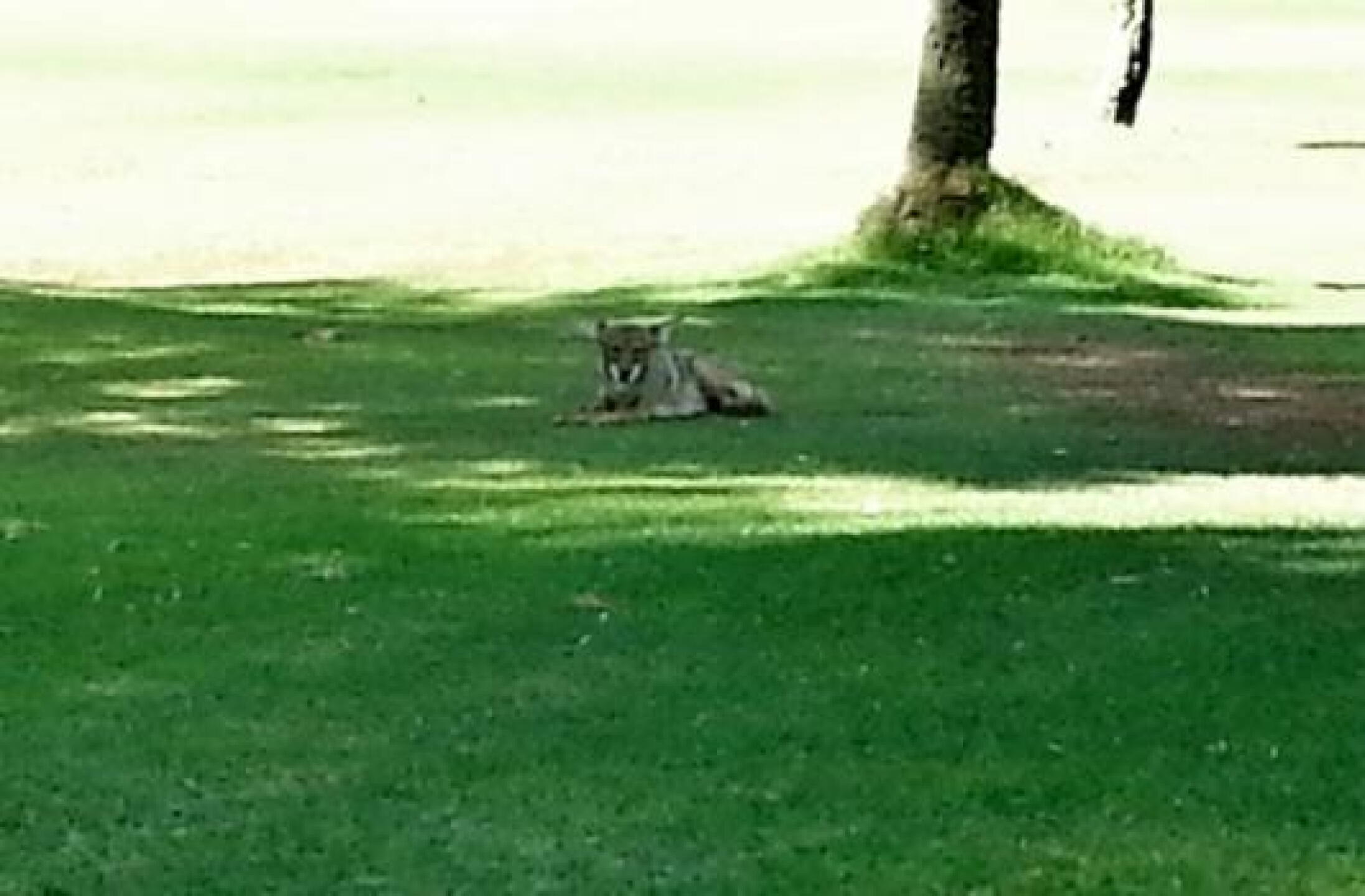 coyote on the course (Photo submitted by katbok on 06/25/2013)
