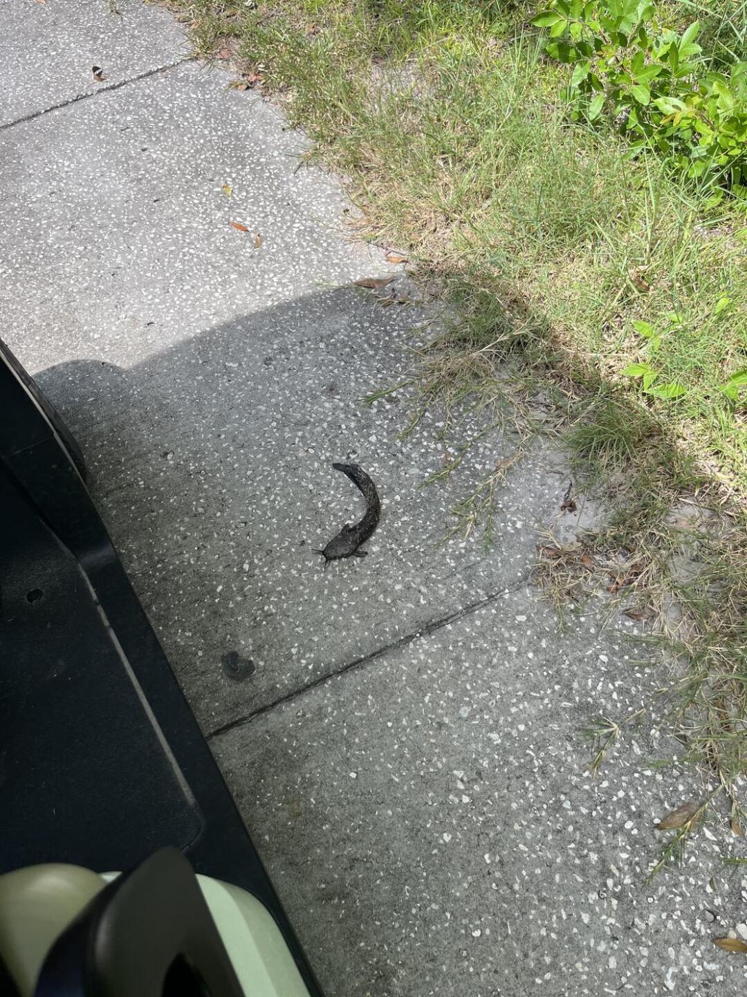 (Photo submitted by BNWbOKG3kWMUXNd7t0PP on 08/03/2025)