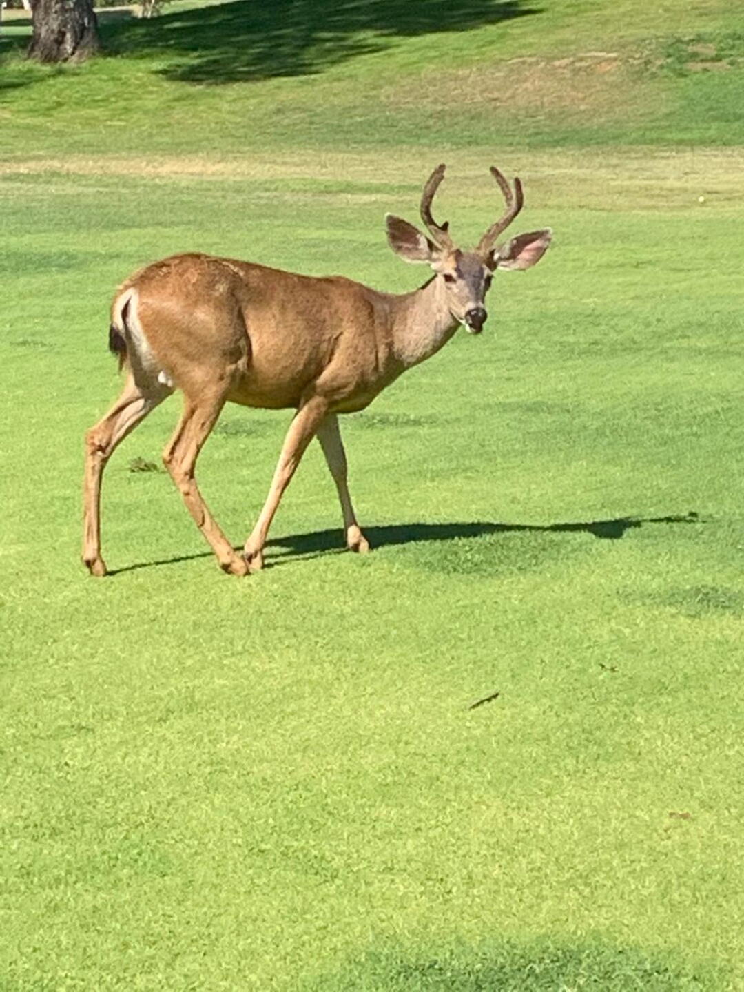 Friendly deer (Photo submitted by null on 08/03/2020)