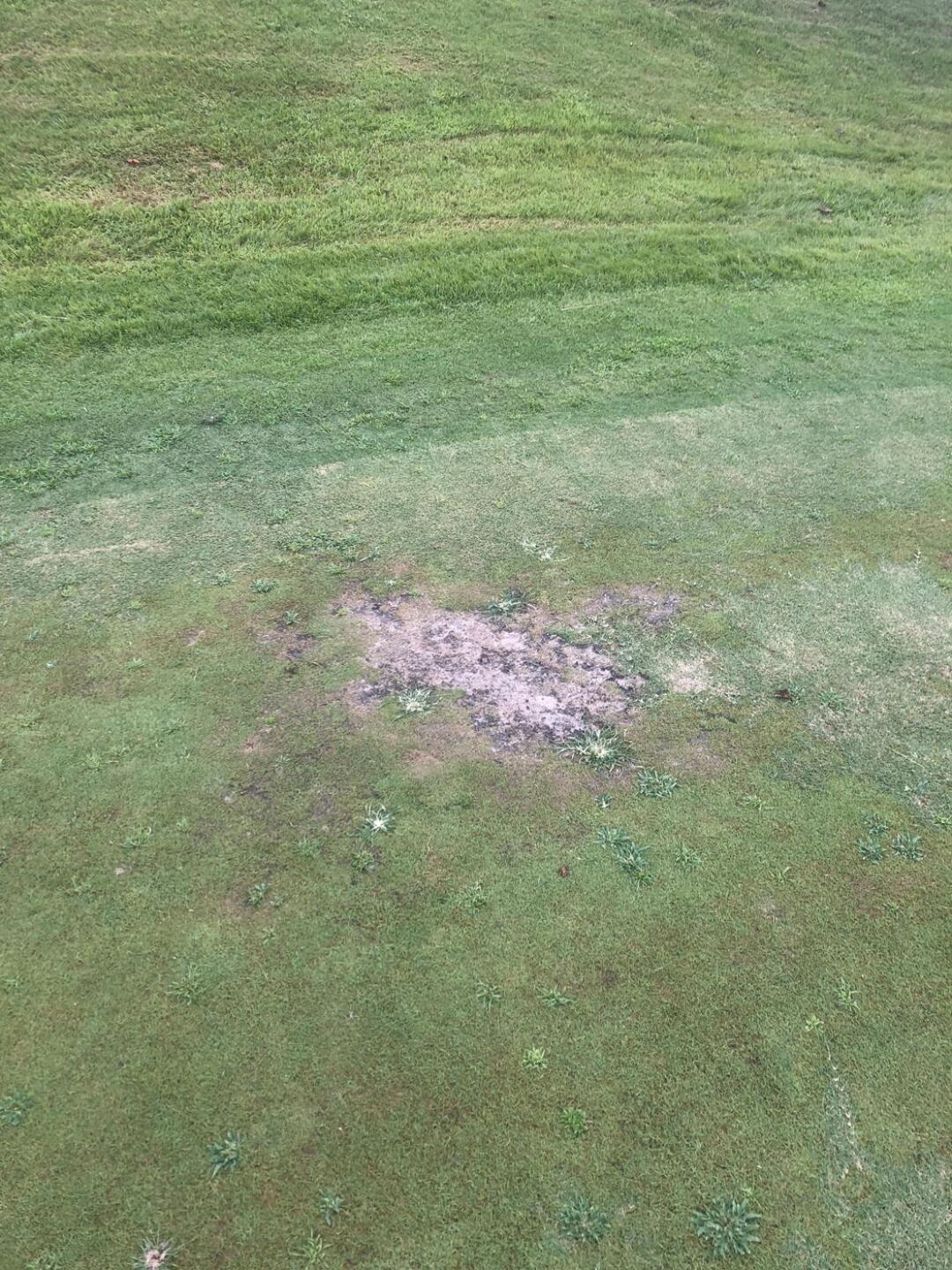 Photo of another green (Photo submitted by jlweininger on 08/11/2024)