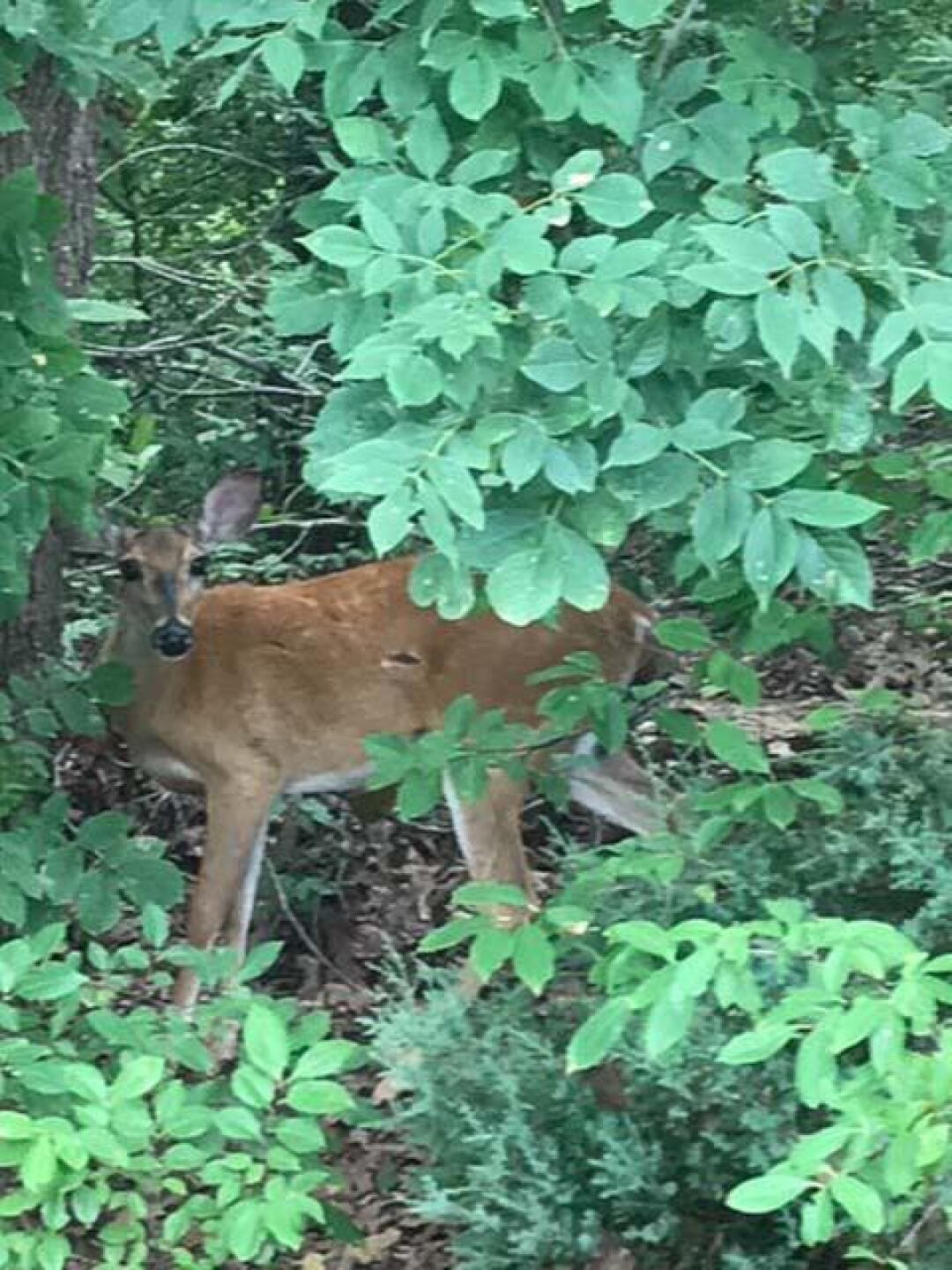A common sight at the Canyons (Photo submitted by denverpoke on 08/31/2018)