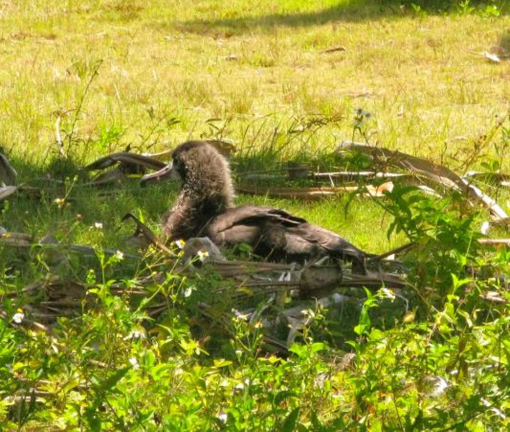 Baby Albatross on Princeville Makai (Photo submitted by suffia on 07/17/2013)