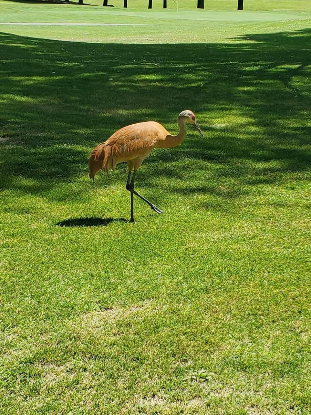 (Photo submitted by u314159606868 on 06/29/2022)