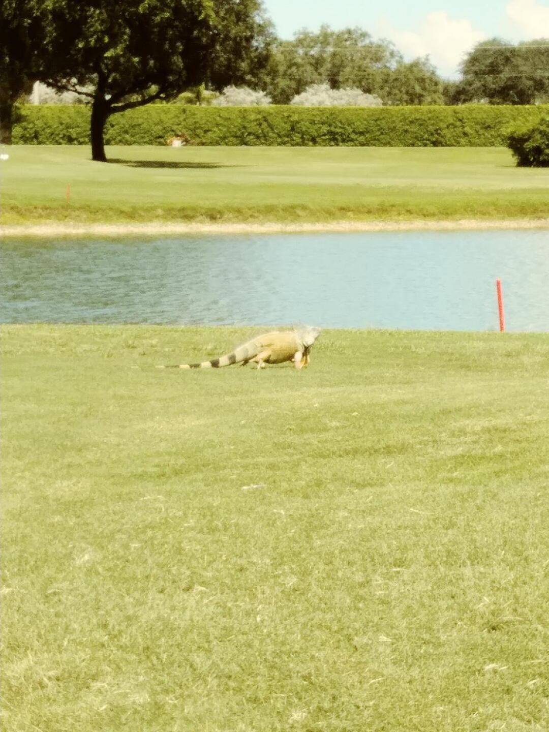 Guess they were not up for riding carts! (Photo submitted by jdpick on 09/01/2022)