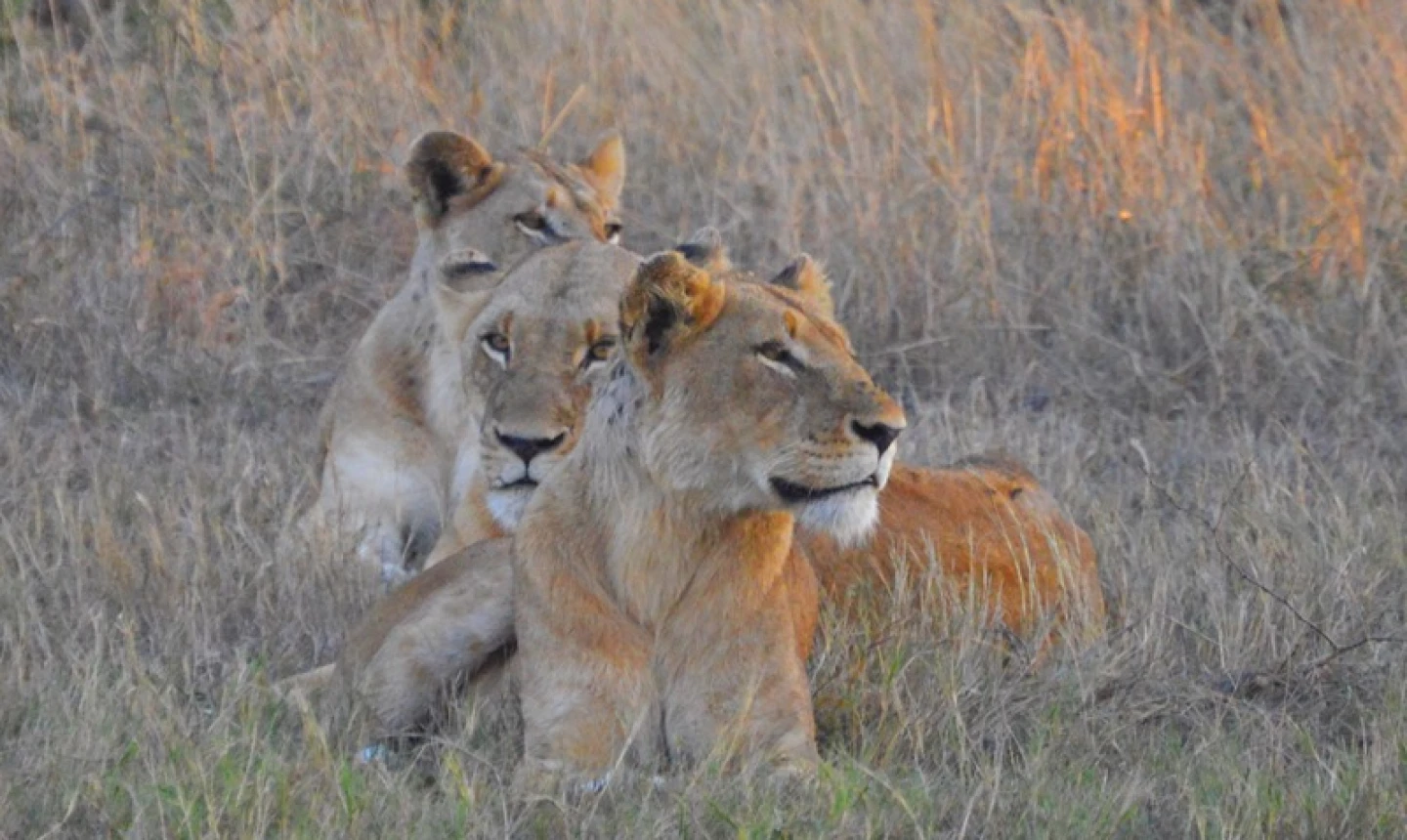 Lions in South Africa