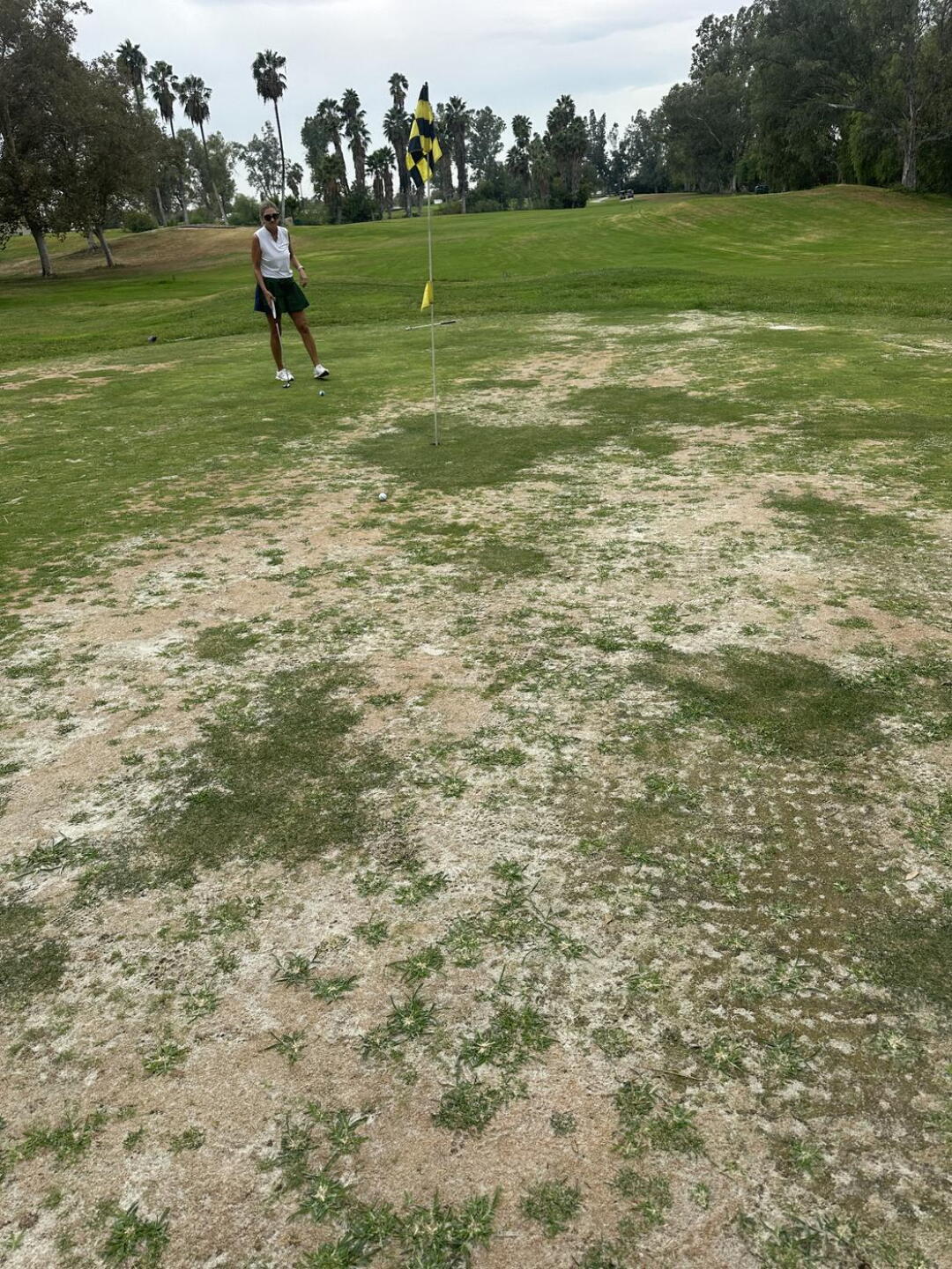 18 green (Photo submitted by u000004102968 on 10/10/2026)