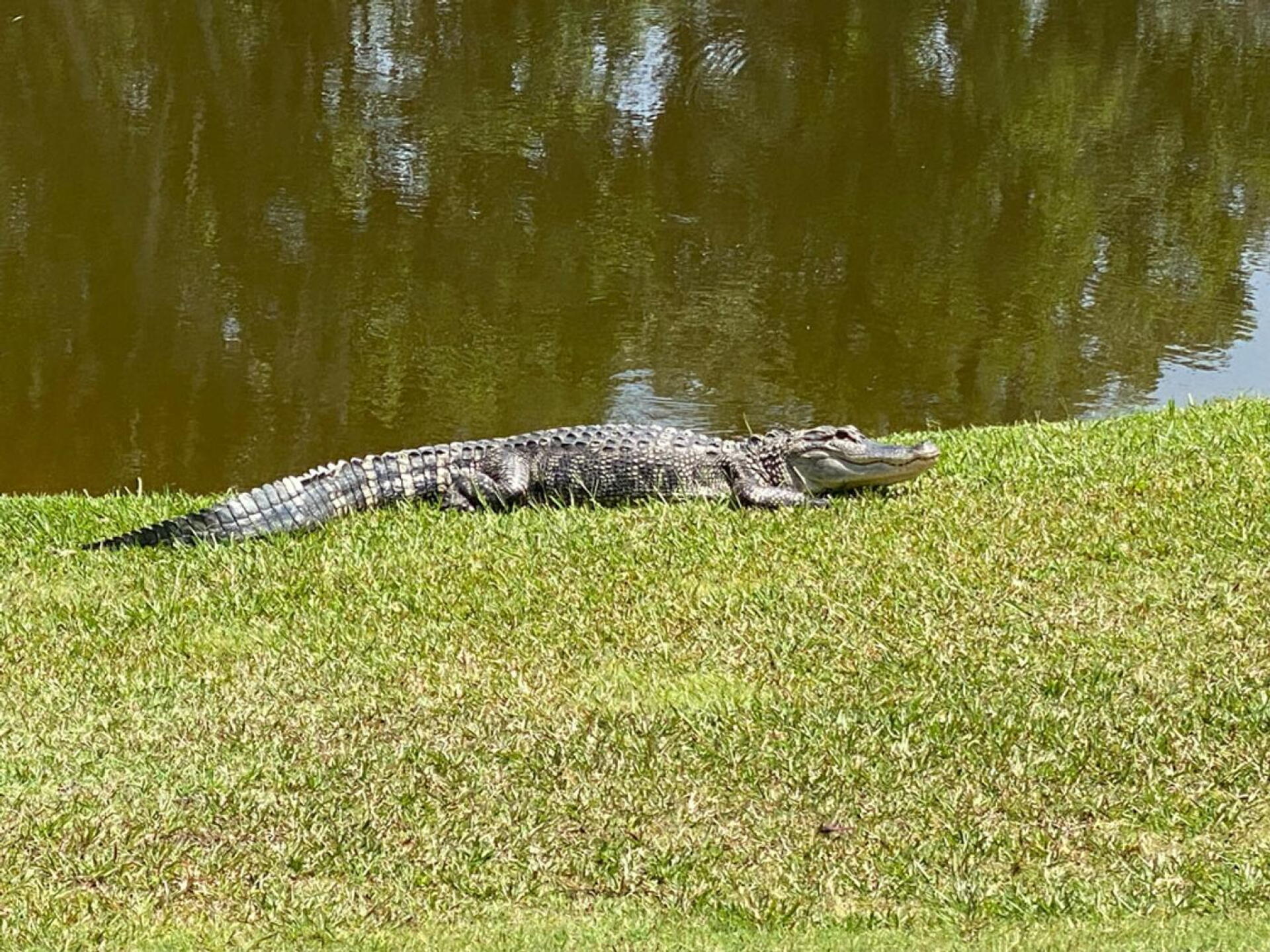 Alligator (Photo submitted by Ionakana on 06/13/2023)