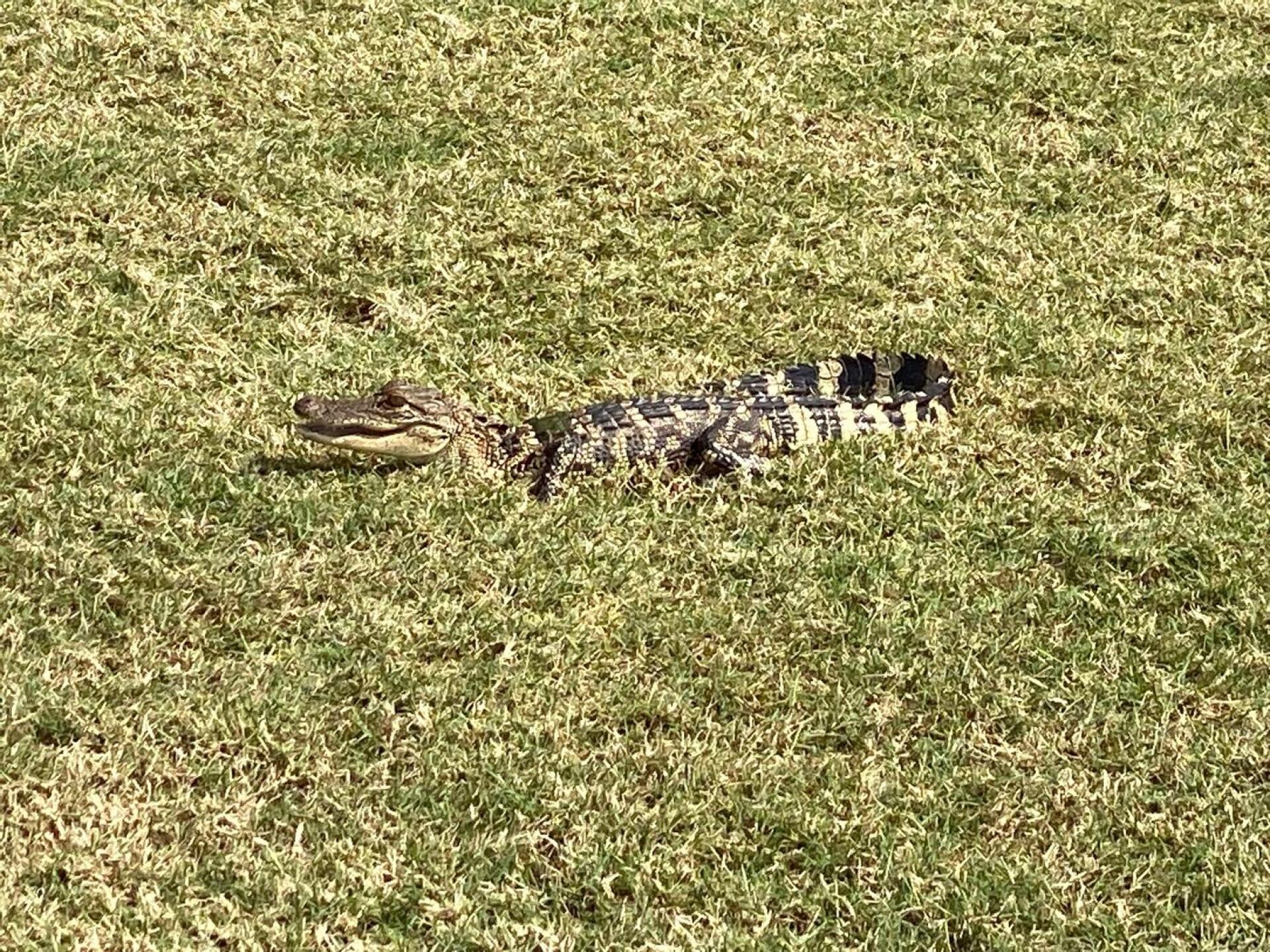 Baby gator (Photo submitted by Rip728 on 02/27/2023)