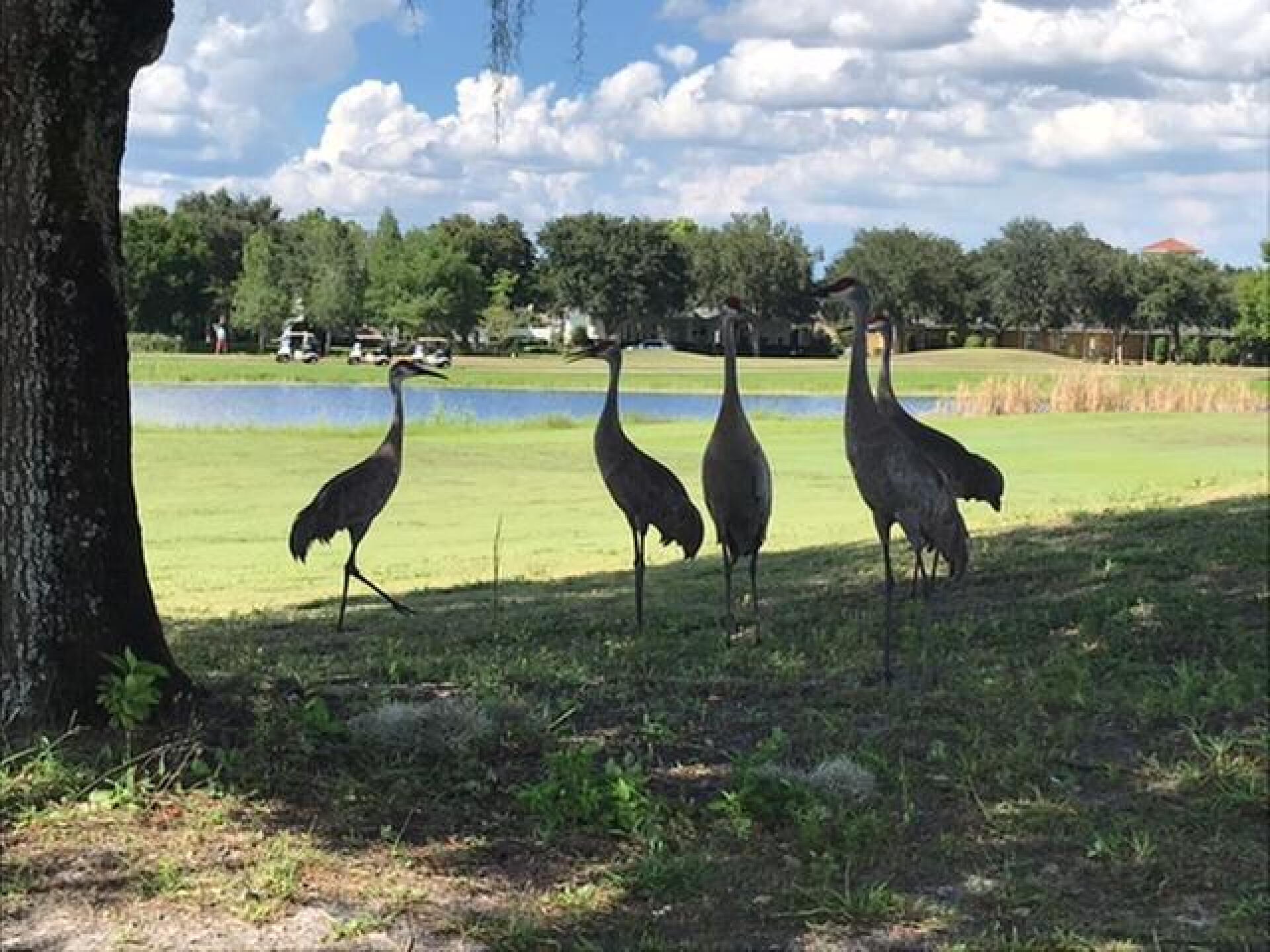 These are the only birdies I saw. (Photo submitted by u314159788100 on 06/22/2020)