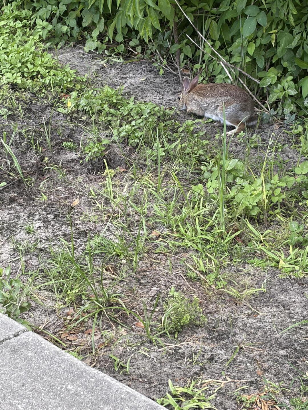 (Photo submitted by 7W9SsTKxX7ksAVoczEnr on 05/29/2026)