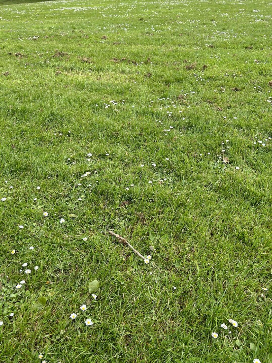 Fairway (Photo submitted by sloanpms on 04/30/2024)