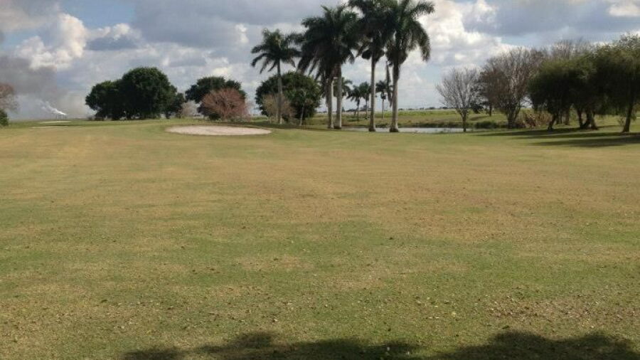 Sugar Cane GC: #10