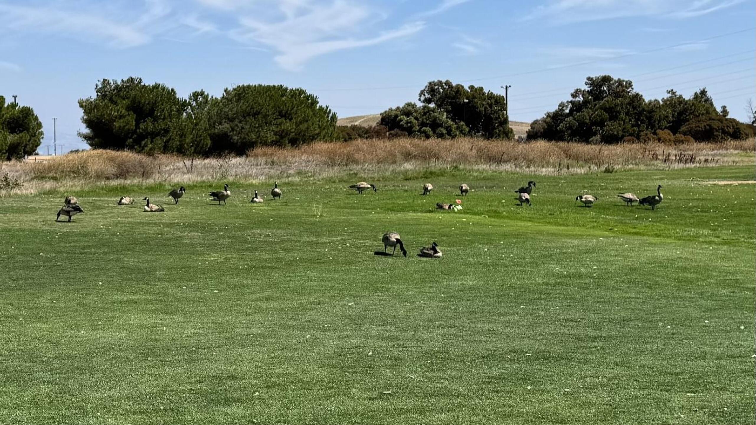 Ducks (Photo submitted by tmwong on 08/17/2026)