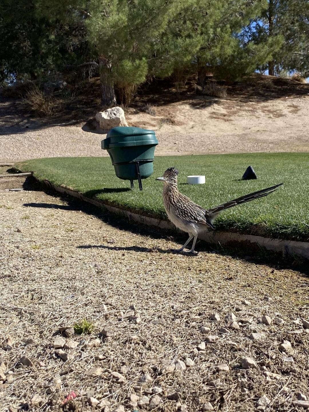 My caddie for the day! (Photo submitted by ashburn5 on 02/27/2021)