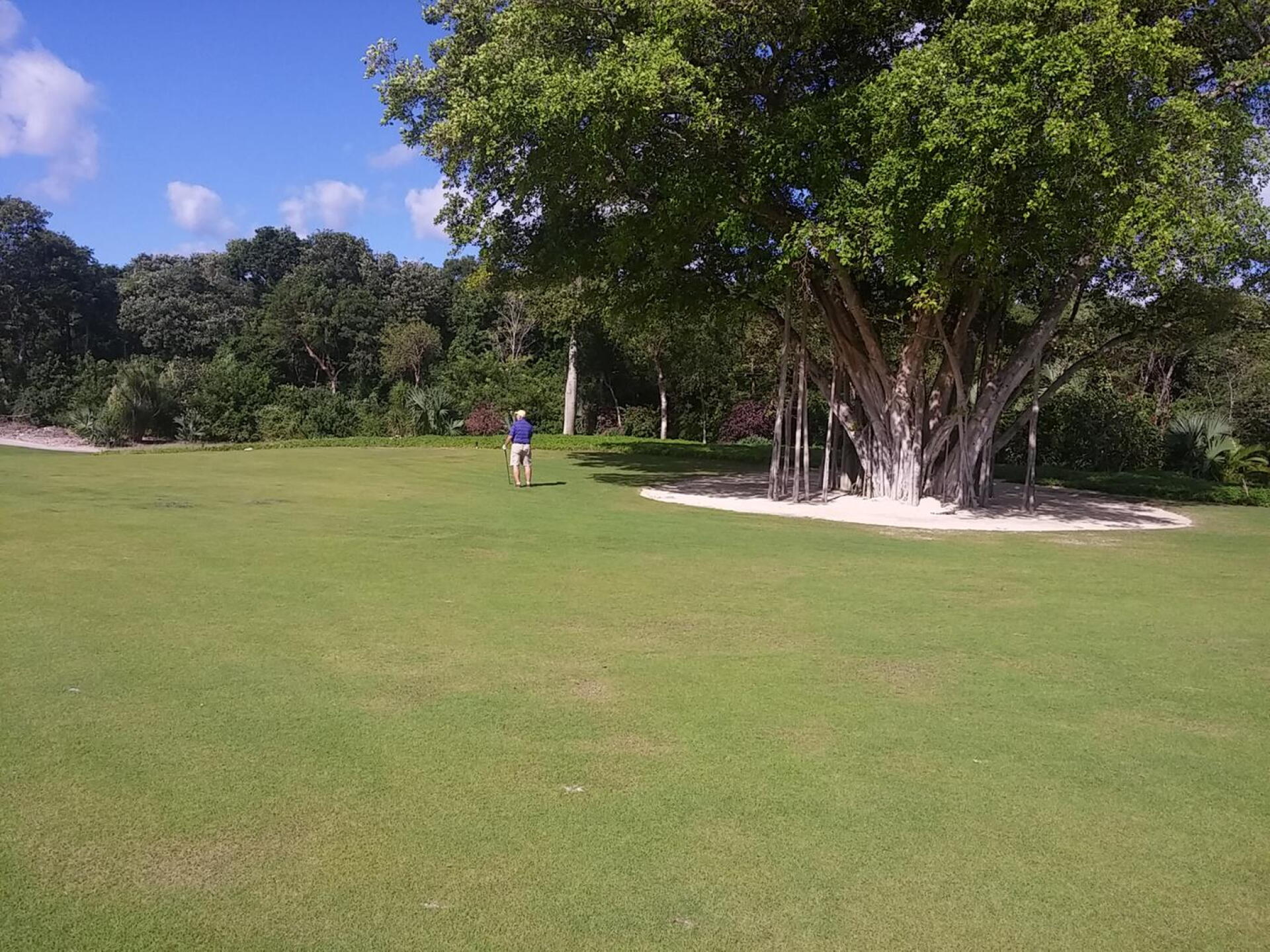 Cool Tree on 18th (Photo submitted by gibbylb9 on 02/03/2016)