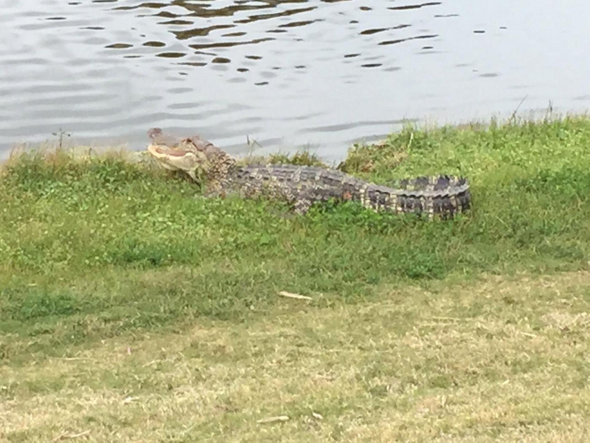 Watch out for these on #10 and #12! (Photo submitted by dsimpson4 on 08/13/2015)