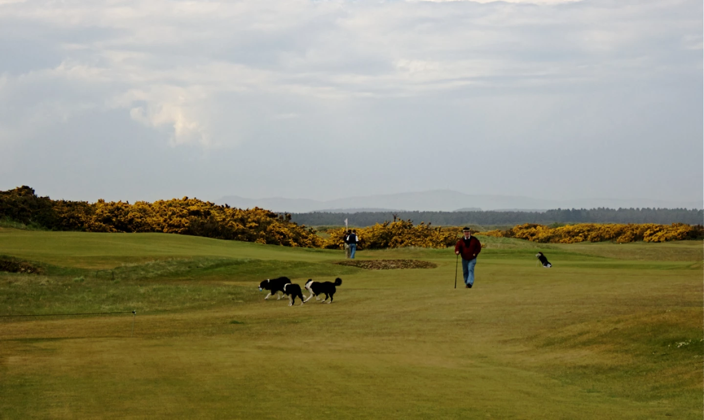 Jubilee Course in St. Andrews - dogs