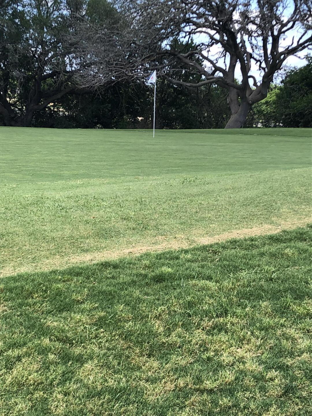 One of the better greens (Photo submitted by teretejana on 05/20/2023)