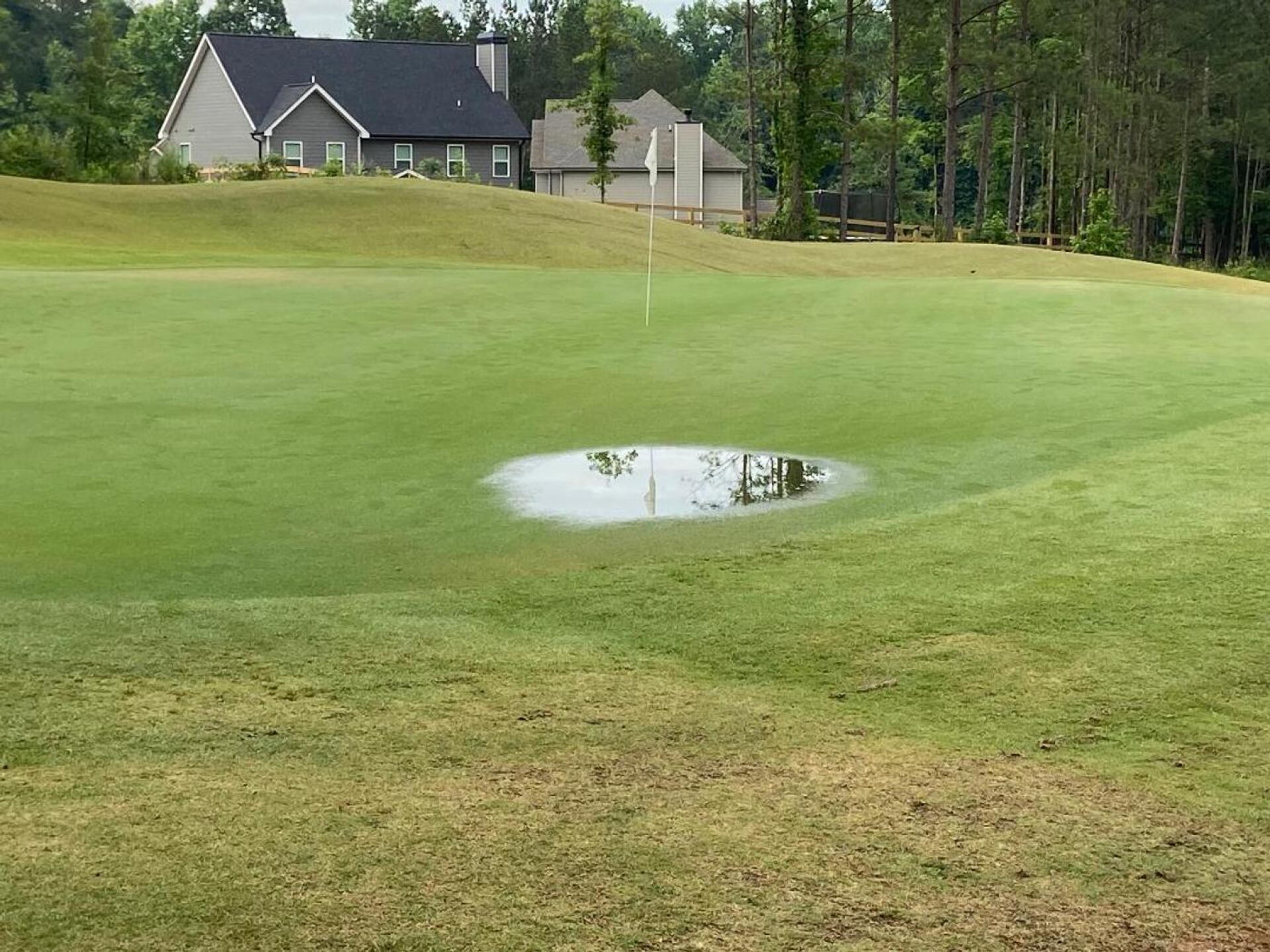overwatered green (Photo submitted by chefgilly on 06/06/2021)