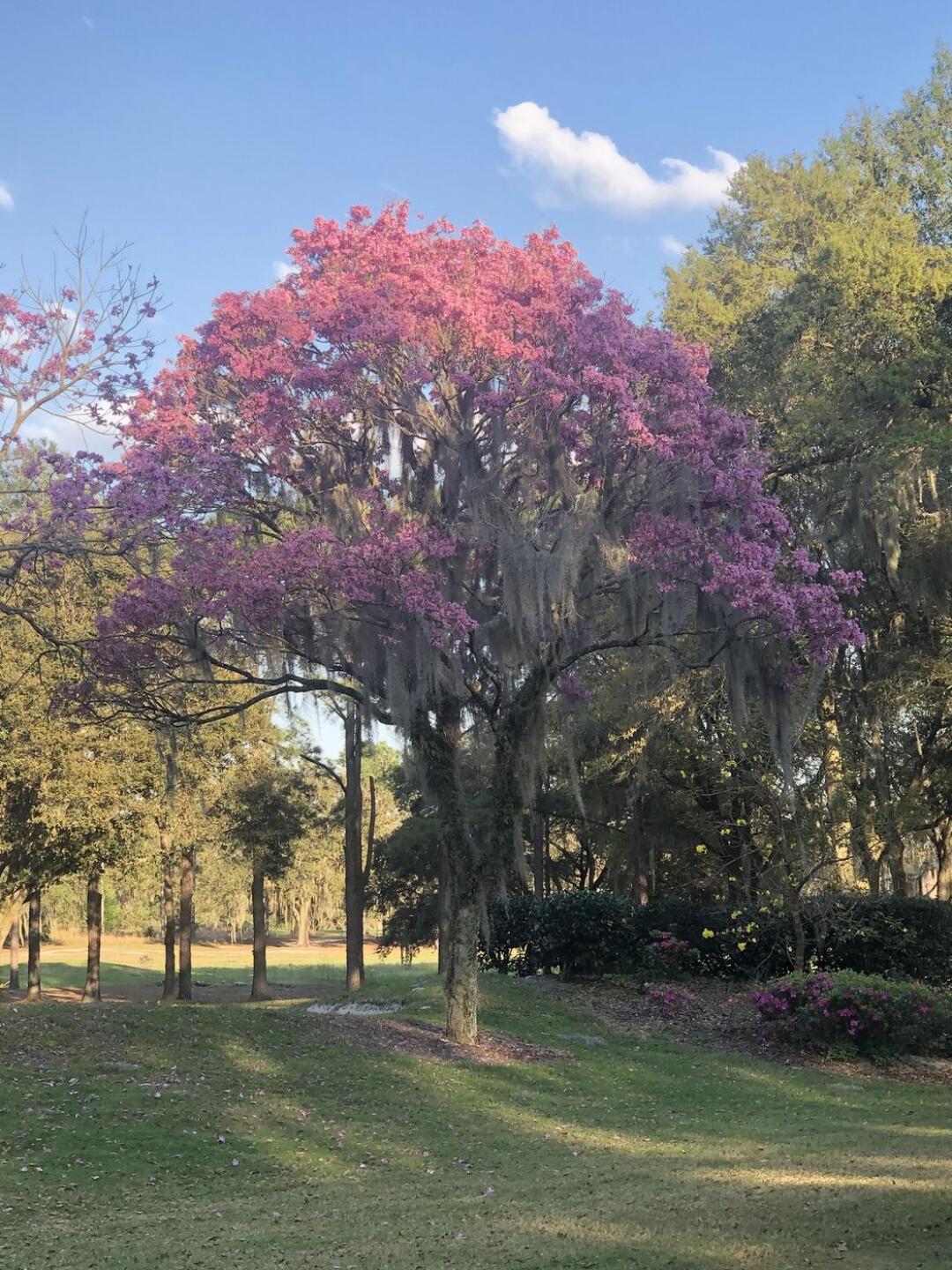 (Photo submitted by lhagyelo on 02/26/2021)