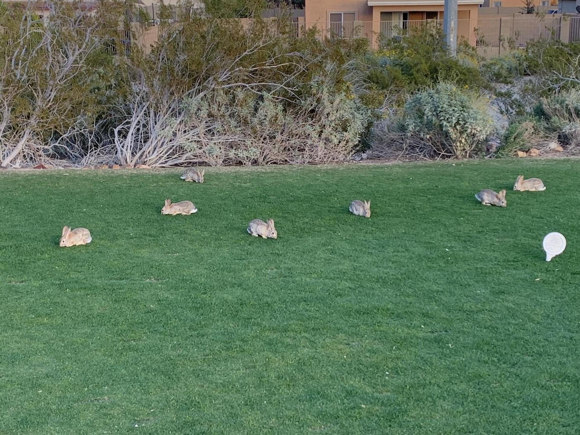 Rabbits (Photo submitted by u314162459584 on 02/11/2023)