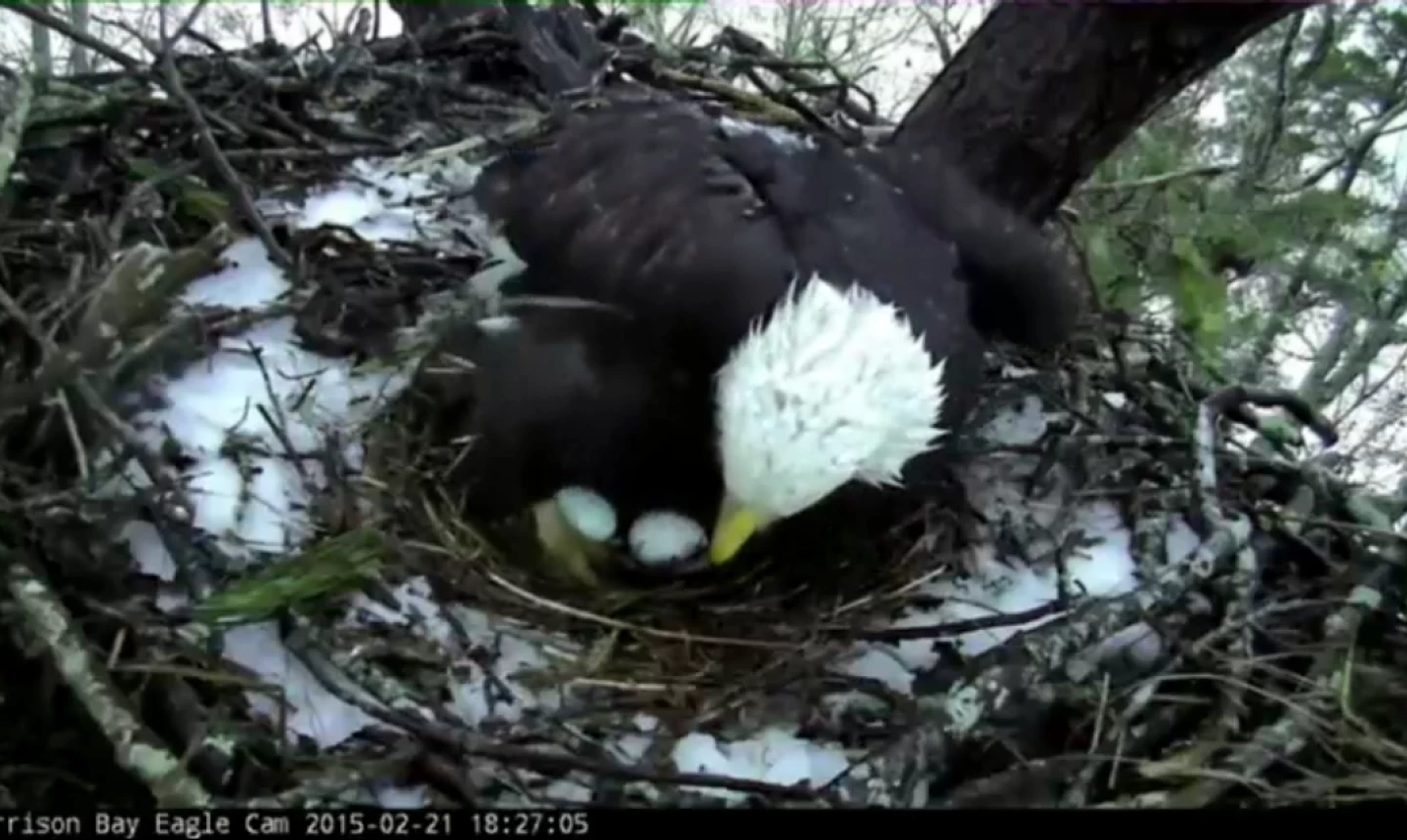 Bear Trace Golf Club - eagles