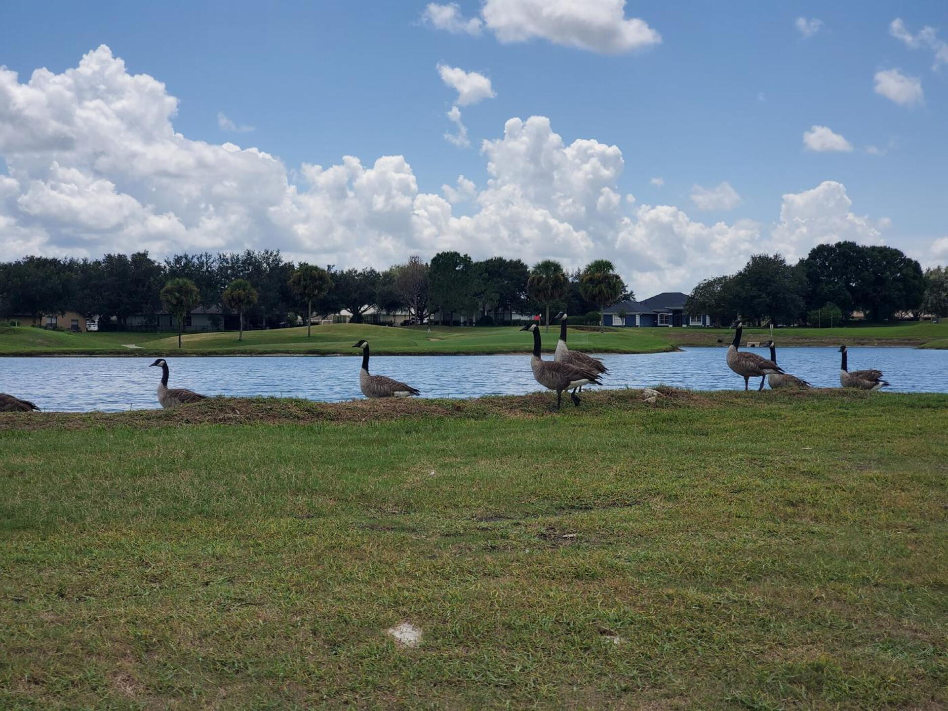 Some geese at the lake on the 18th hole. (Photo submitted by DLTarqytek on 08/28/2026)