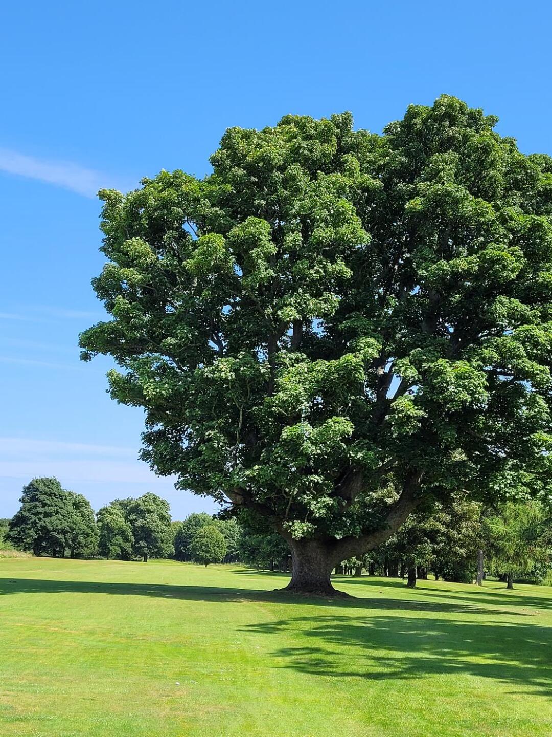 (Photo submitted by jack200106 on 07/17/2022)