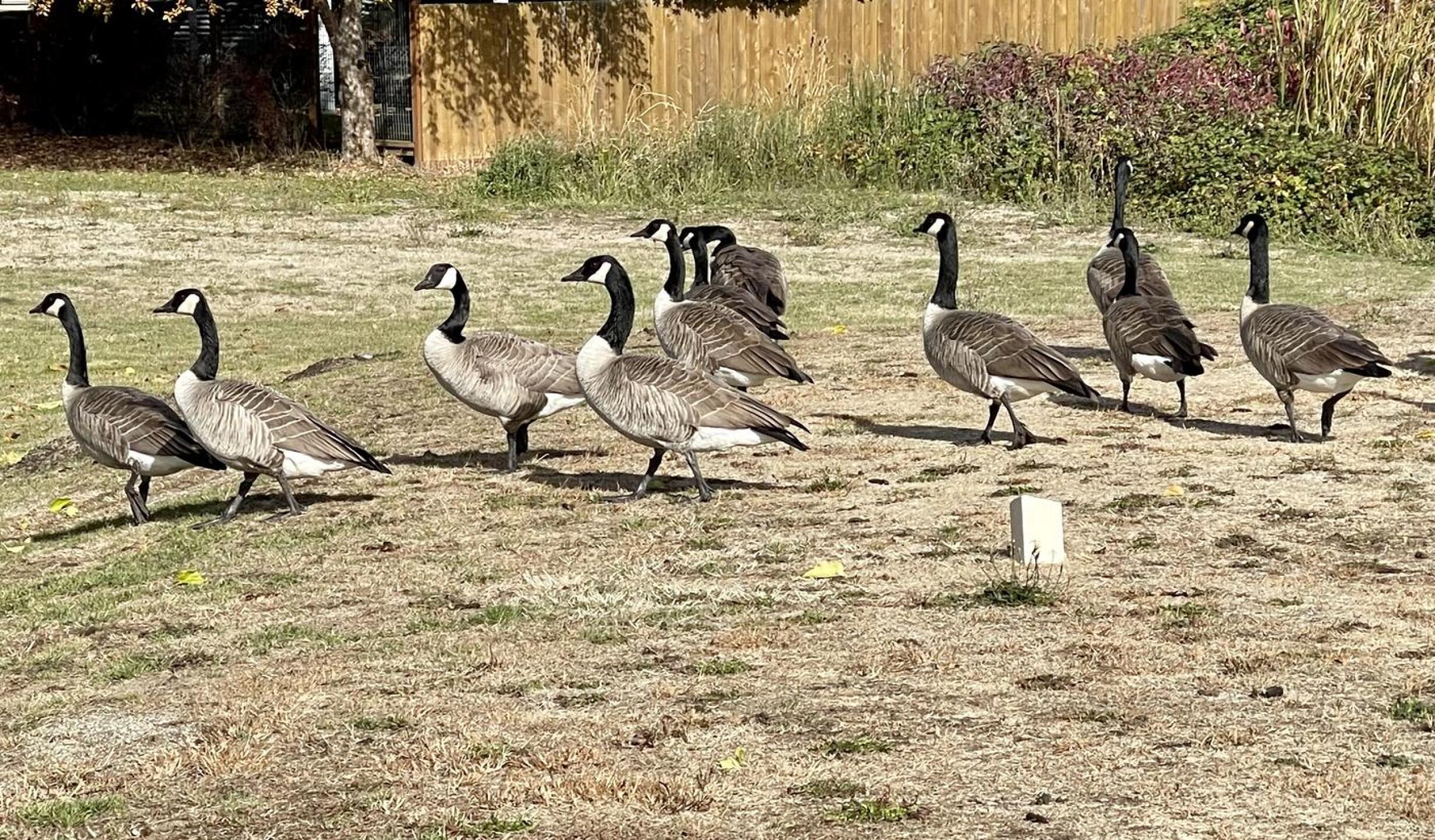 Geese are ubiquitous all year. Parched tee box. (Photo submitted by Timothy7842959 on 11/05/2022)
