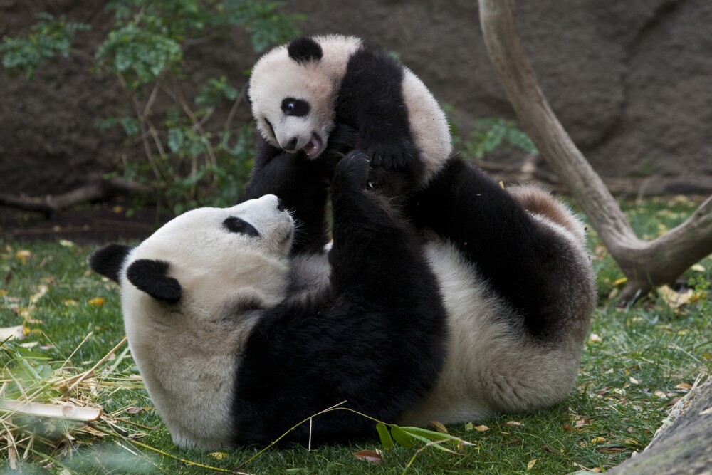 San Diego CVB - Pandas at San Diego Zoo