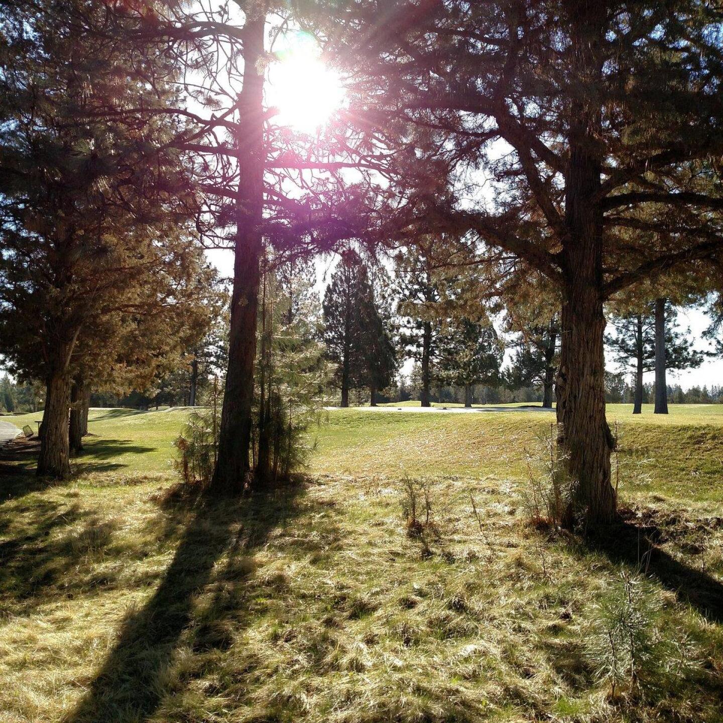 Look through the trees at the first tee (Photo submitted by sorenj on 04/23/2017)