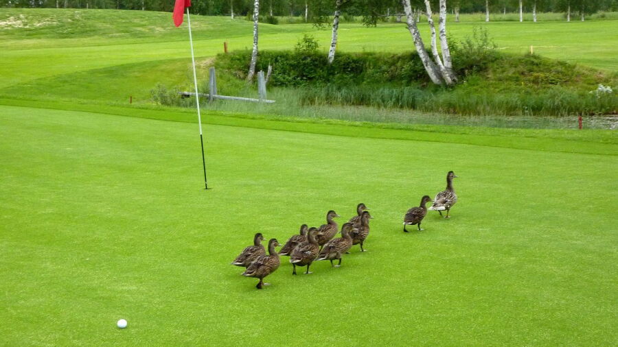 Hede Vemdalens GC