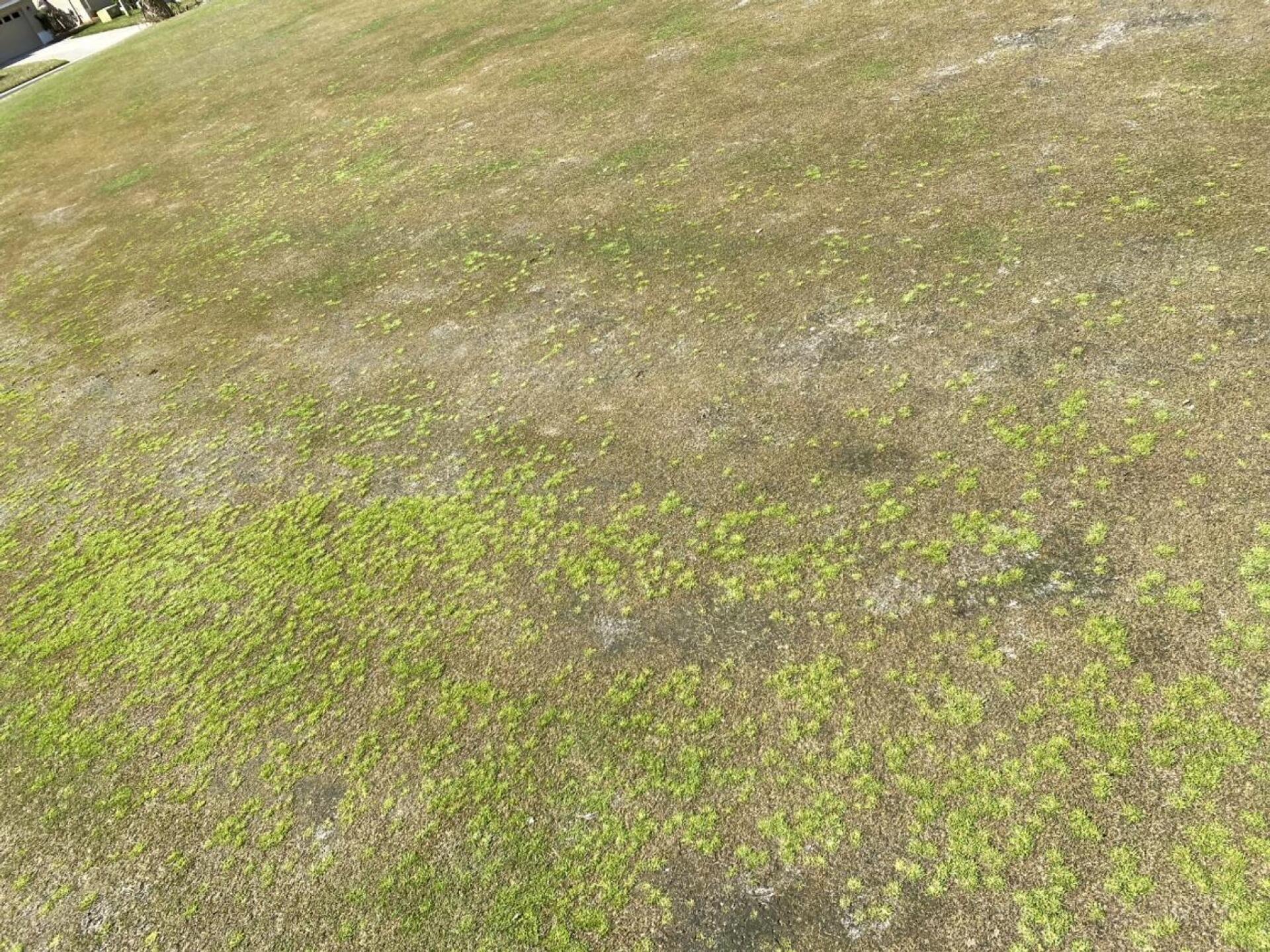 they call this a green (Photo submitted by elasso on 03/20/2022)