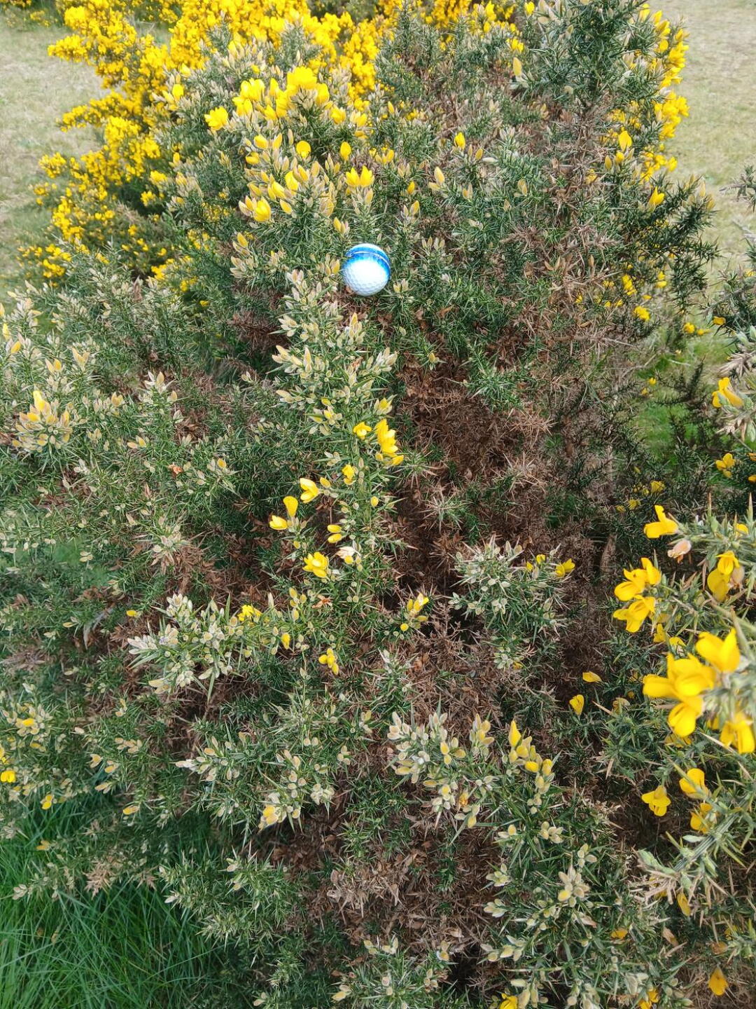 Play as it lies? I don't think so! (Photo submitted by Lusciousleeta on 04/23/2026)