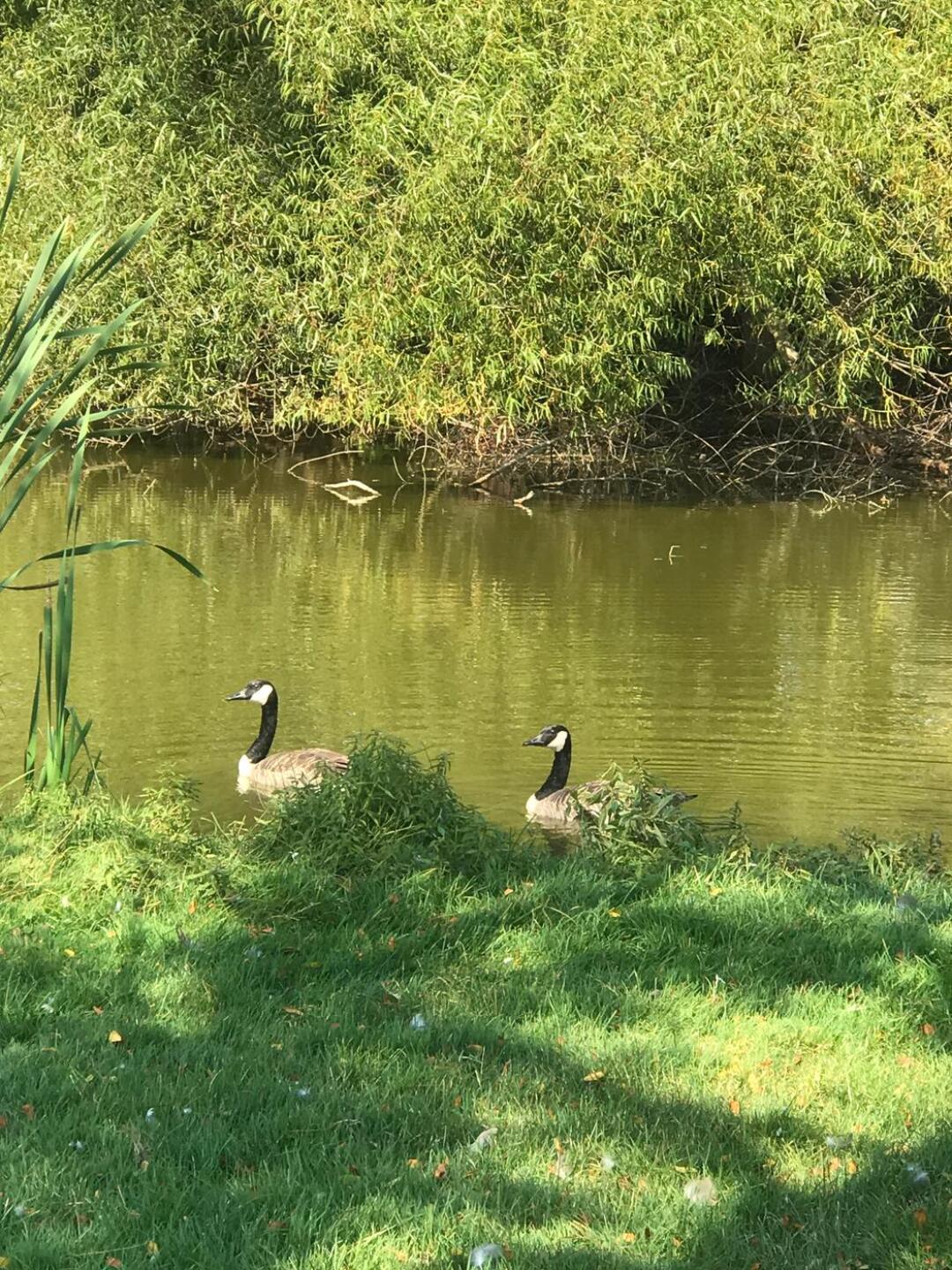 (Photo submitted by vraehtz on 09/27/2017)