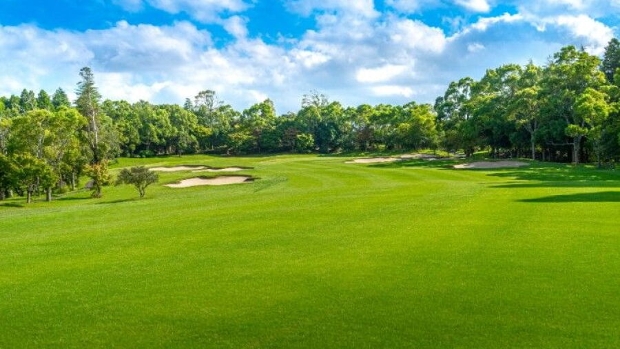 Manna CC - Camphor Tree: #8