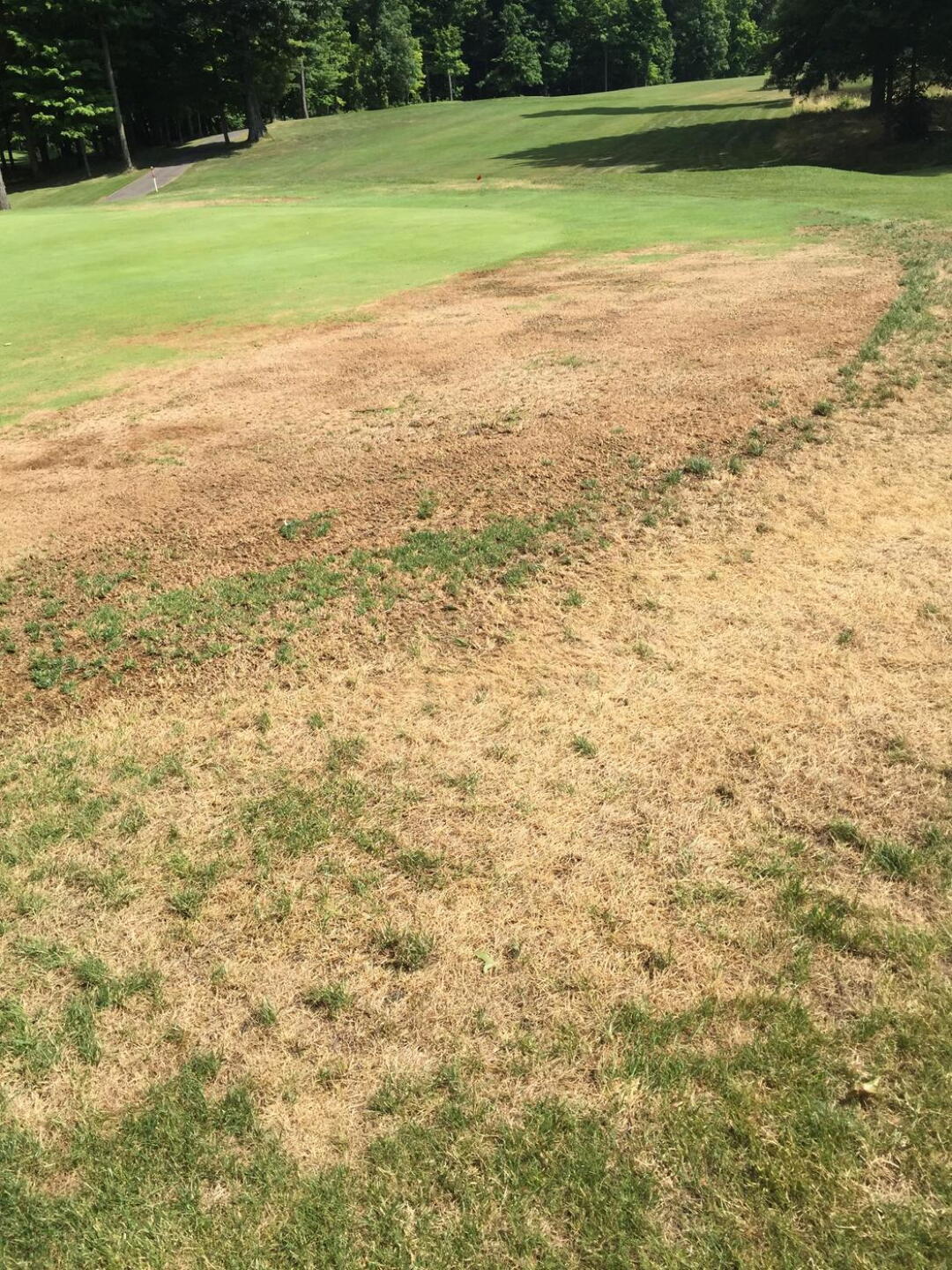 #1 green from three weeks ago (Photo submitted by Gary8030273 on 08/16/2018)